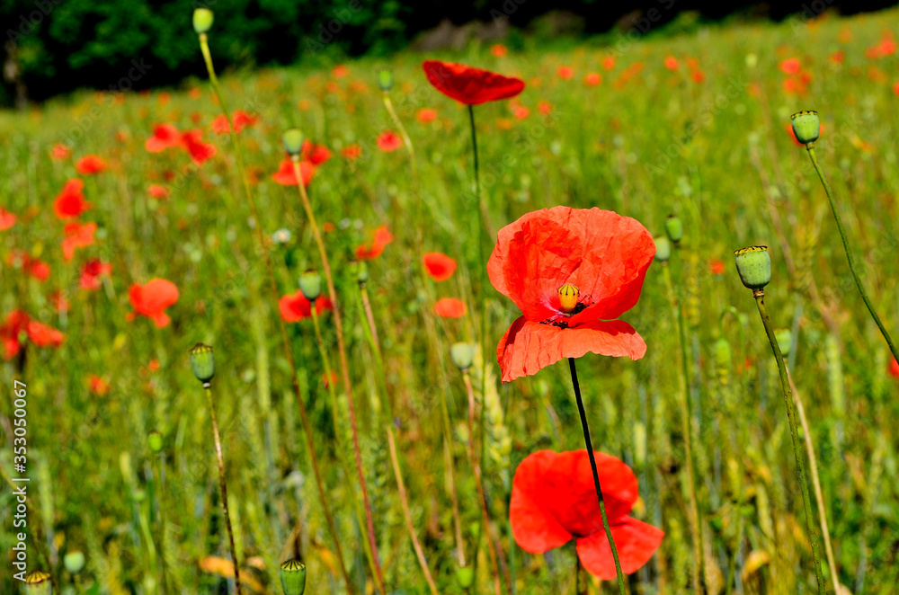 Red Poppy Field in Golden Wheat Field during Summer at Countryside in Transylvania. Red Poppy Field in Golden Wheat Field during Summer at Countryside in Transylvania.