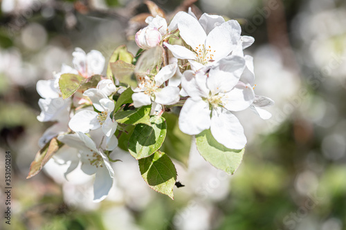 White, apple tree flowers. Close-up