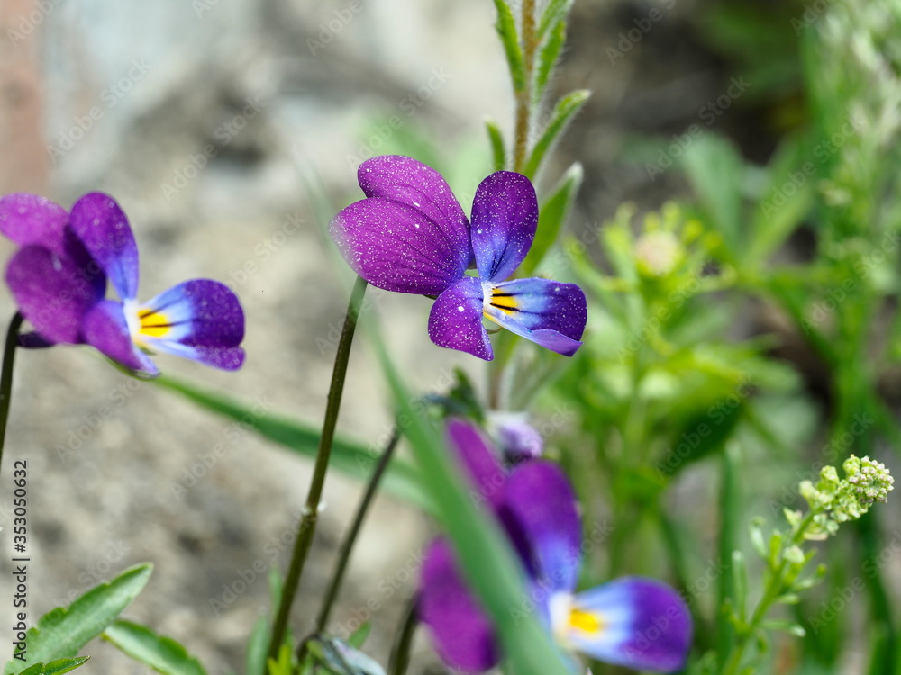 purple-yellow garden flower