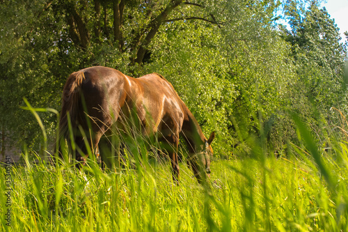 A brown horse in the field eating grass in summertime  village life