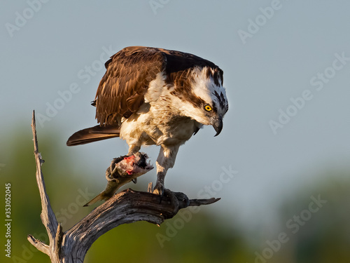 An Osprey in a Tree Eating a Fish