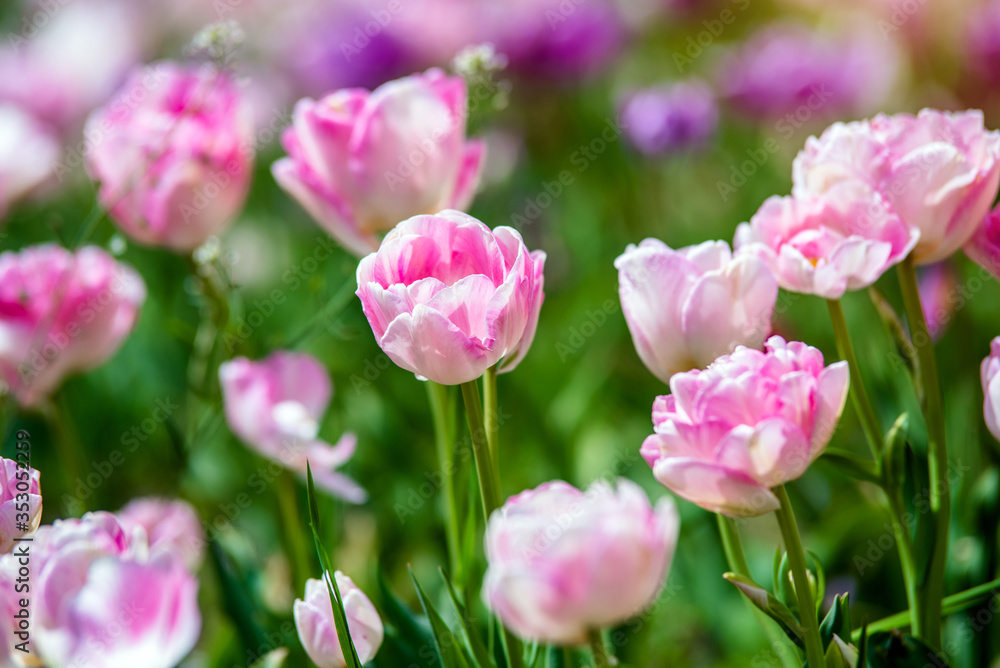 Pink tulips bloom on a green natural background