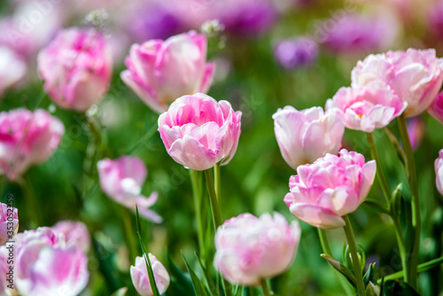 Pink tulips bloom on a green natural background © licvin