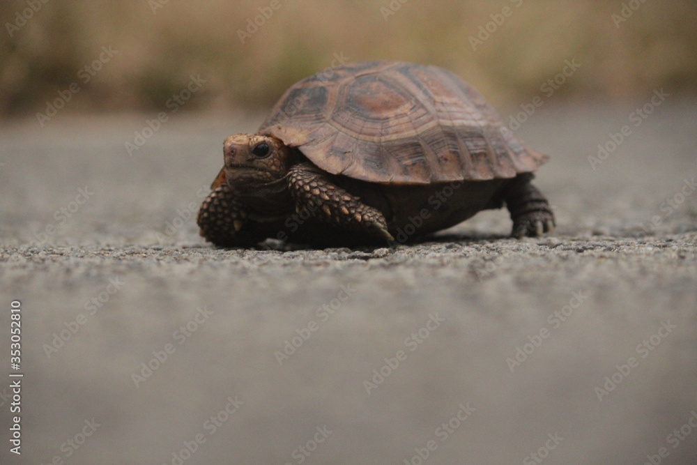 Fototapeta premium Tortoise