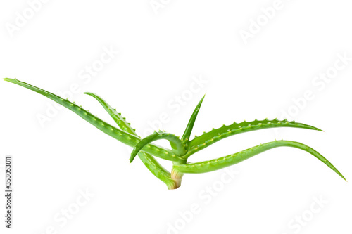 Aloe vera isolated on a white background