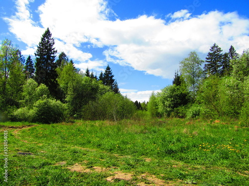 summer landscape and forest