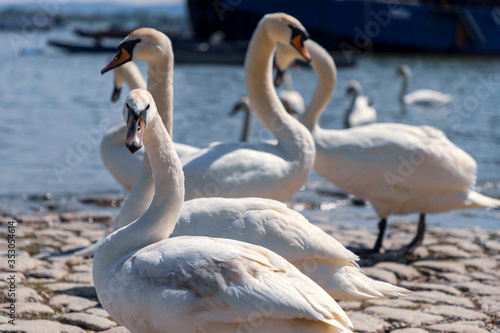 Zemun  Serbia - Swans of the Danube at spring