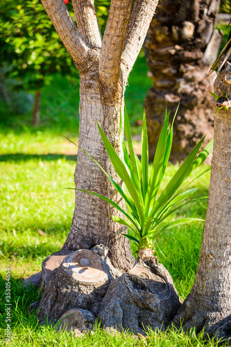 Palm trees in a city park. Elche, province of Alicante. Spain