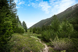 Beautiful spring forest landscape at Pirin mountain in Bulgaria. 