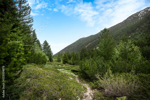 Beautiful spring forest landscape at Pirin mountain in Bulgaria.  © mitzo_bs