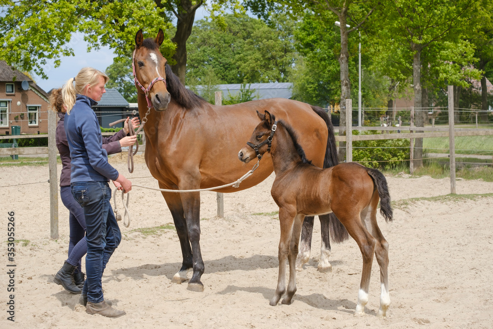 Obraz premium A little brown foal,horse standing next to the mother. Two women hold the horses, during the day with a countryside landscape