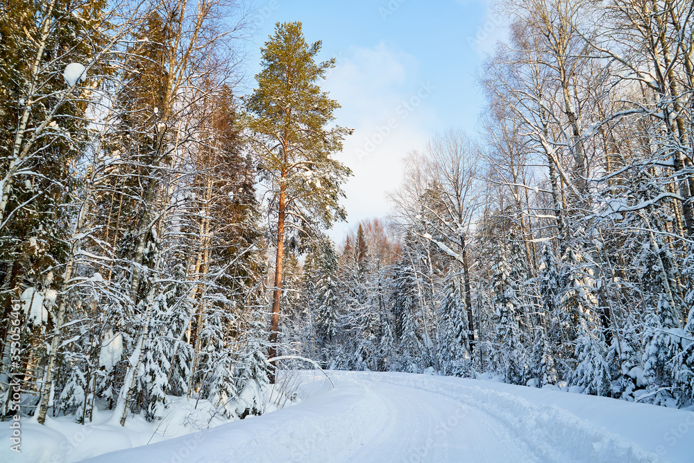White road in a winter forest with snow covered trees in a sunny day White road in a winter forest with snow covered trees in a sunny day