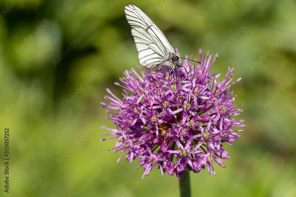 Cabbage butterfly (Pieris brassicae) pollinates the flower of the Allium giganteum. A large round purple flower blossomed on a green blurry background. Close-up. Cabbage butterfly (Pieris brassicae) pollinates the flower of the Allium giganteum. A large round purple flower blossomed on a green blurry background. Close-up.