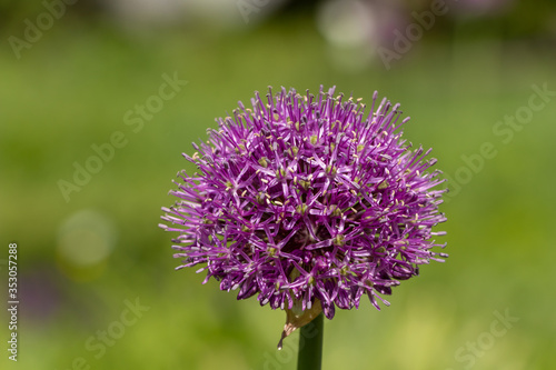 Allium giganteum  ornamental garden plant. A large round purple flower blossomed on a green blurry background. Decorative persian bow. Purple chives. Close-up.