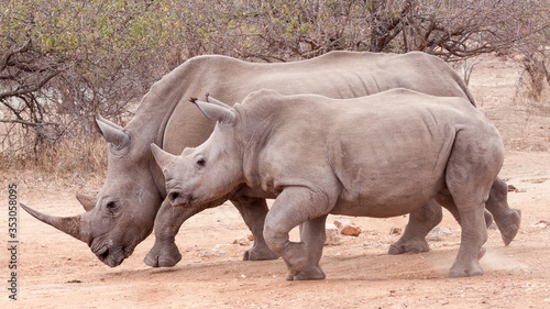 Female White Rhino mother with baby calf Kruger Park South Africa