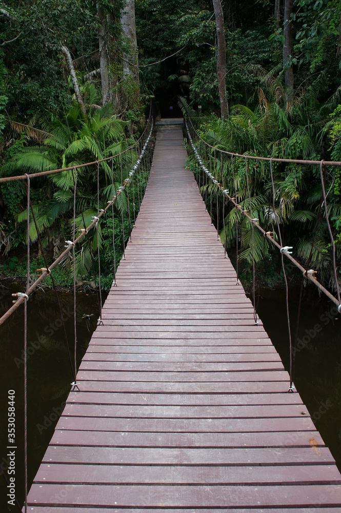 wooden bridge in the forest