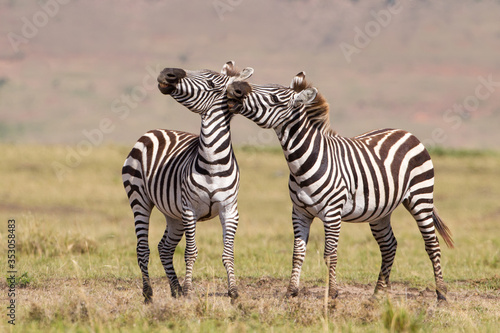 Two adult Zebra fighting Masai Mara Kenya