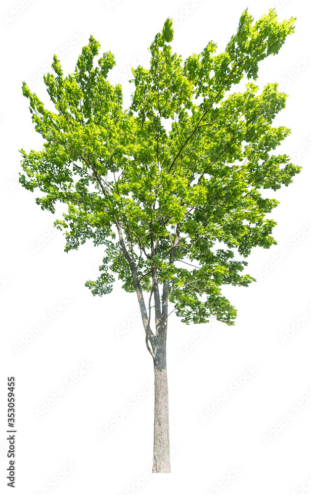 dark green high maple on white dark green high maple on white