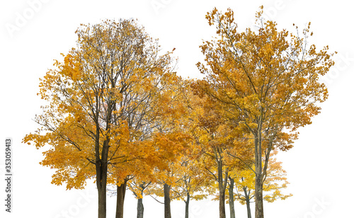 group of nine autumn maple trees isoalted on white