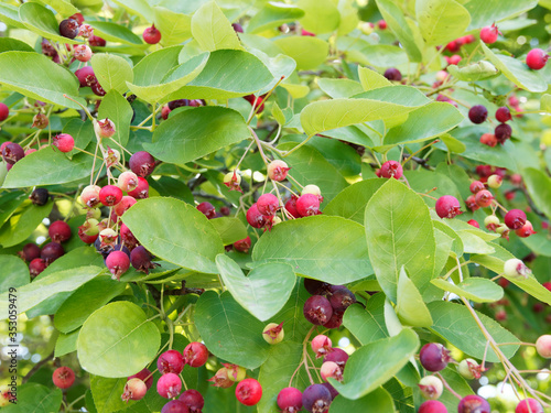 Amelanchier canadensis – Amélanchier du Canada, arbuste fruitier au feuillage vert, ovales, finement dentées. Petits fruits globuleux rougeâtres appelés amélanches photo