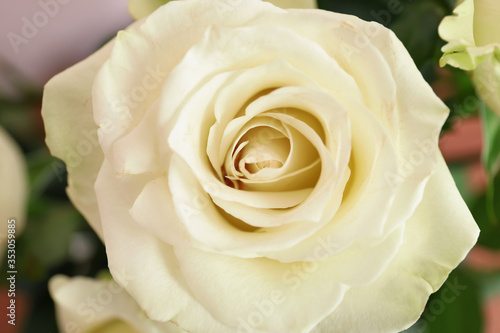Beautiful white rose  closeup view