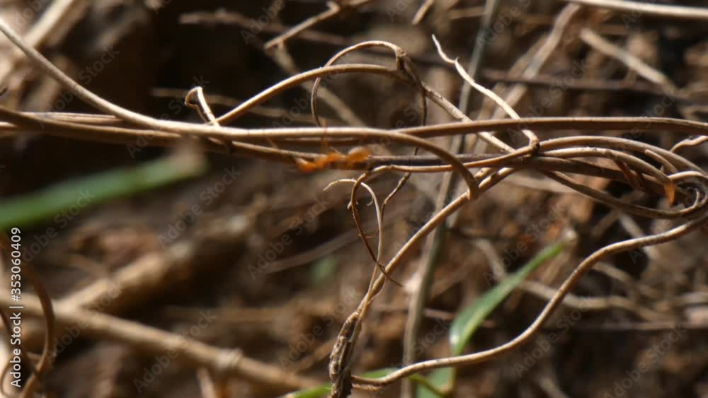 red ants walking on sticks ..... red ants walking on sticks .....