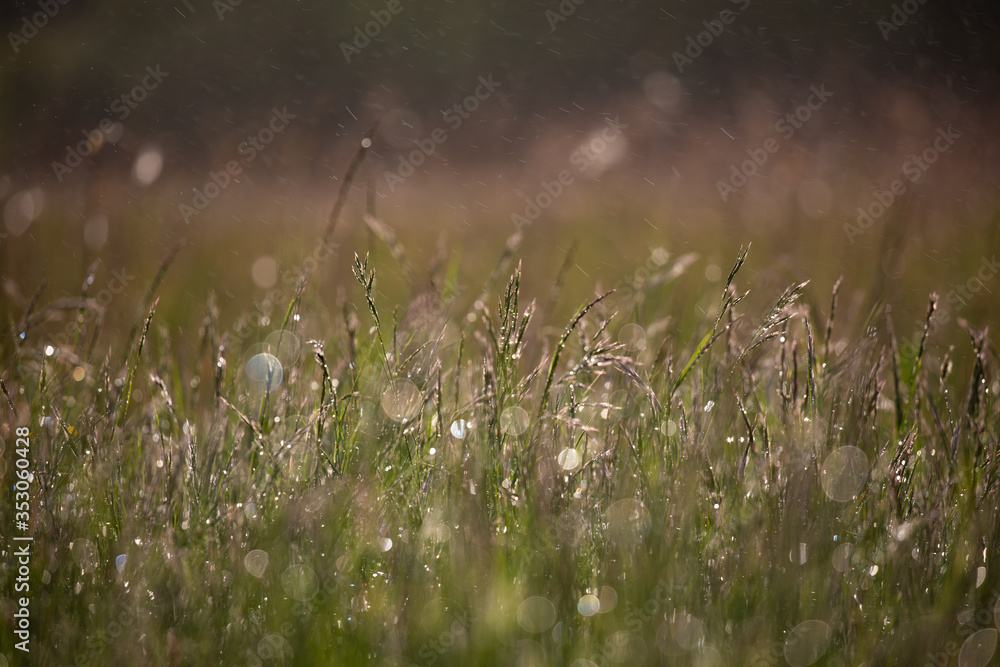 water drops on grass water drops on grass