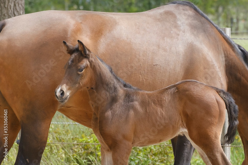 Close-up of a little brown foal,horse standing next to the mother, during the day with a countryside landscape © Dasya - Dasya