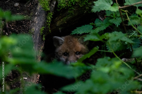 Fototapeta Naklejka Na Ścianę i Meble -  fox in the woods