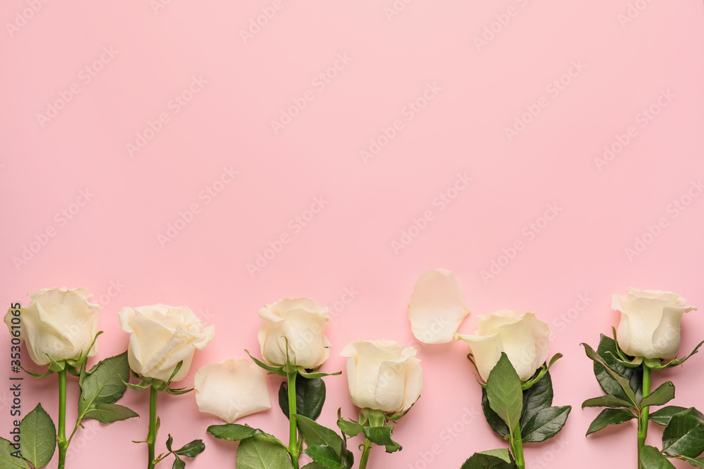 Beautiful white roses on color background Beautiful white roses on color background
