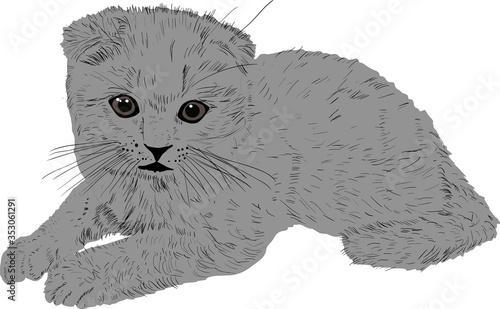 grey kitten sketch isolated on white