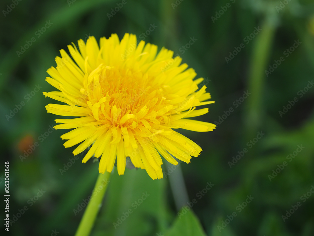 Yellow dandelion flowers (Taraxacum officinale). Dandelions field and green grass on background. Blooming dandelion.
Yellow dandelion flowers (Taraxacum officinale). Dandelions field and green grass on background. Blooming dandelion.