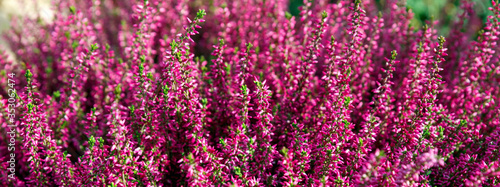 Beautiful lilac and red heather blossoms closeup. Autumn flowers heather background.