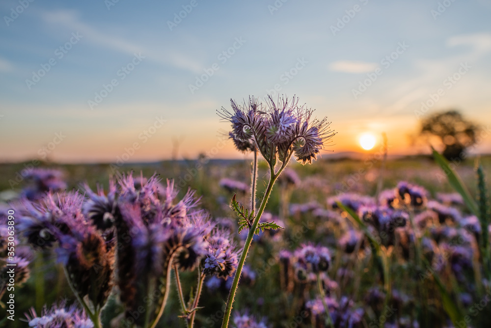 Obraz premium phacelia field in the sunset
