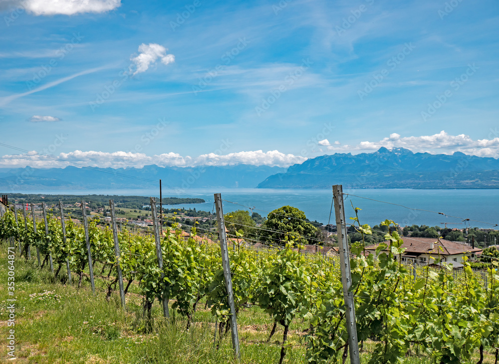The lush green vineyards, villages and walking trails of the Swiss canton of Vaud situated along the shores of Lake Geneva overlooking the French and Swiss alps.