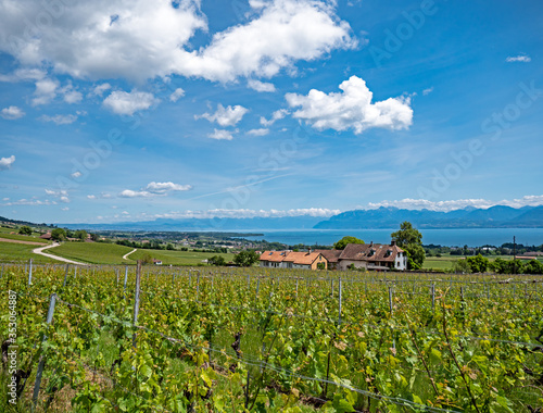 The lush green vineyards  villages and walking trails of the Swiss canton of Vaud situated along the shores of Lake Geneva overlooking the French and Swiss alps.