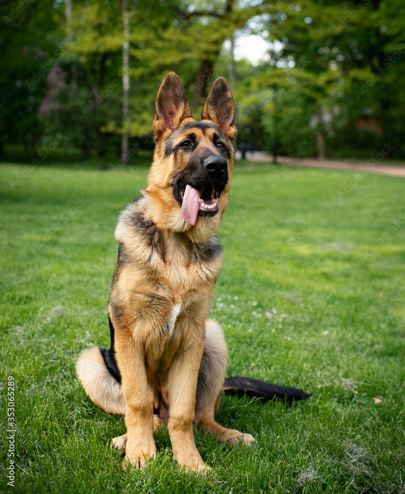 Dog breed German Shepherd. German shepherd on a background of green grass. The dog is four months old Dog breed German Shepherd. German shepherd on a background of green grass. The dog is four months old
