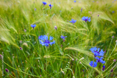 Centaurea cyanus, commonly known as cornflower or bachelor's button