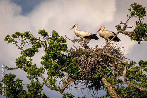 stork in the nest