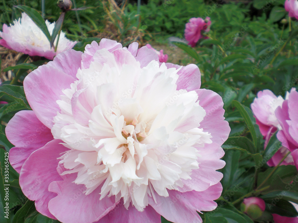 芍薬の花 芍薬の花