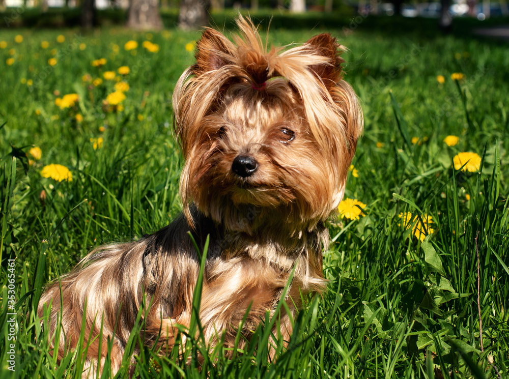 Dog breed Yorkshire Terrier on a background of green grass. The dog is twelve years old Dog breed Yorkshire Terrier on a background of green grass. The dog is twelve years old