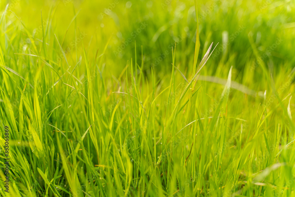 Obraz premium green grass texture. background of green grass with selective focus.