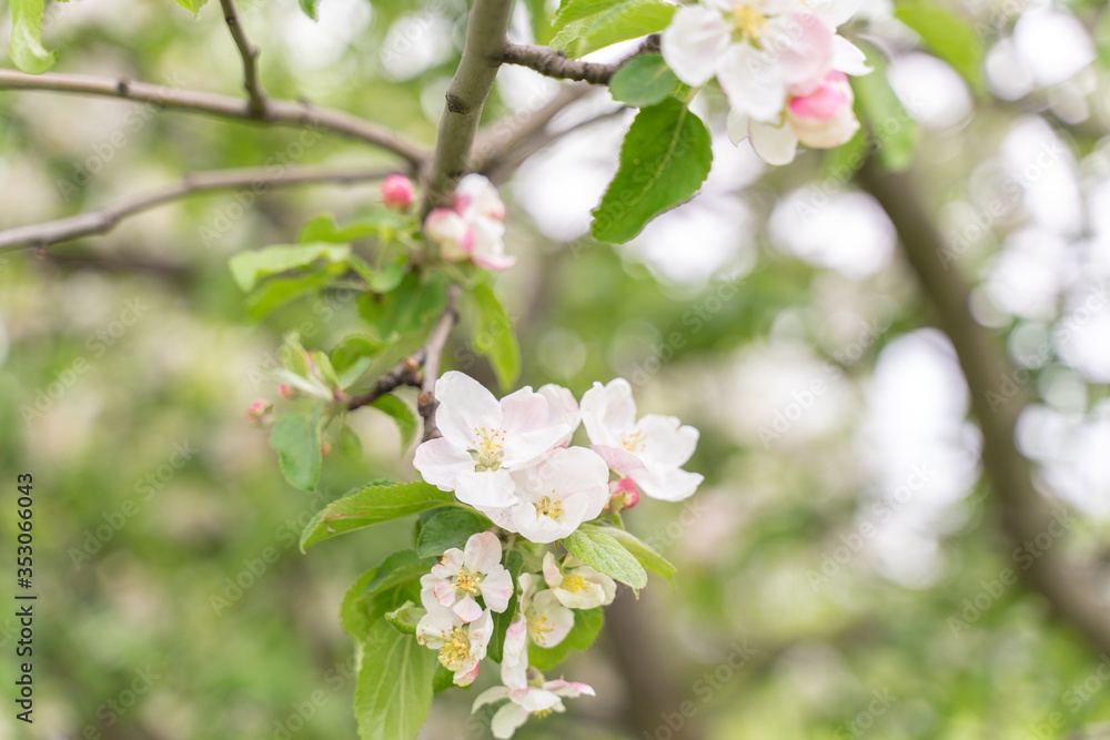 Apple tree flowers close up. blurred background, selective focus Apple tree flowers close up. blurred background, selective focus