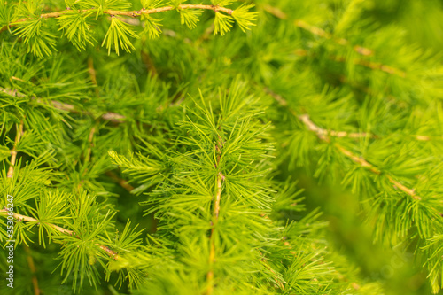 sprigs of larch on a blurred background