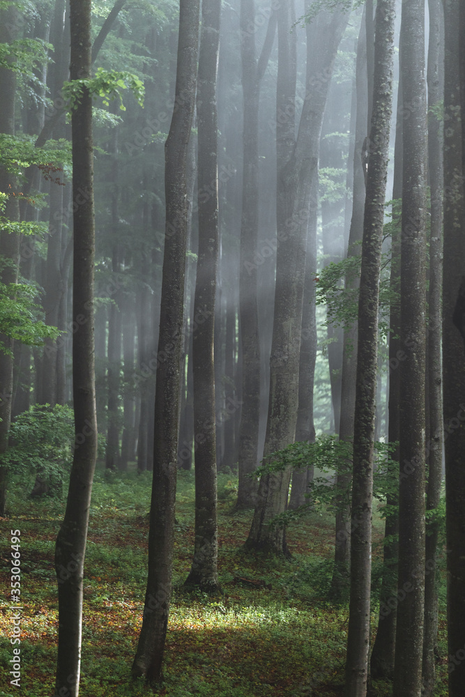 Fototapeta premium Foggy beech forest after the storm