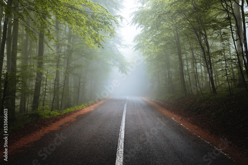 Majestic Forest road in a g...