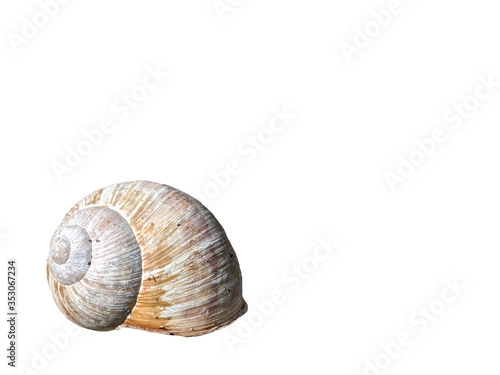 Roman Snail shell isolated on white