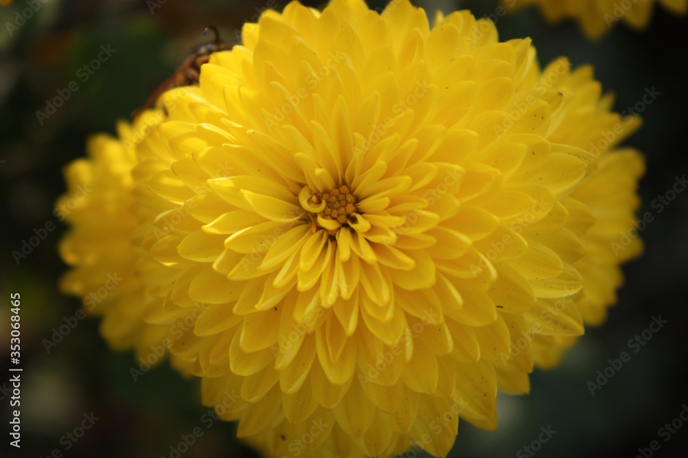 yellow chrysanthemum flower