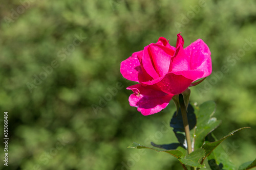 Wallpaper Mural red rose in a green meadow Torontodigital.ca