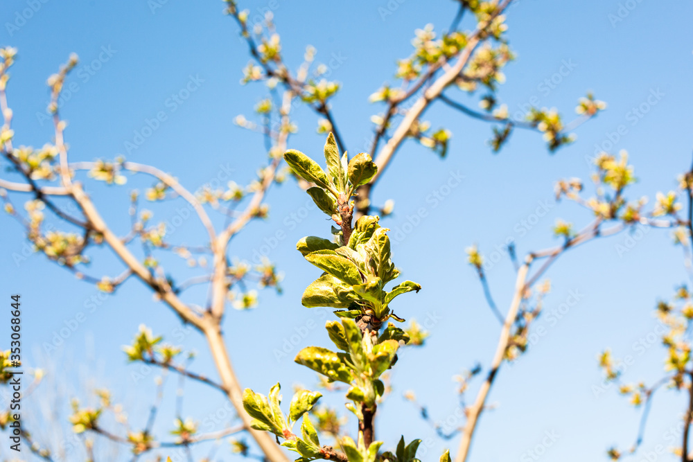 branches of apple trees with bourgeons and blue sky on background on sunny spring day (focus on fresh leaves in center on foreground) branches of apple trees with bourgeons and blue sky on background on sunny spring day (focus on fresh leaves in center on foreground)